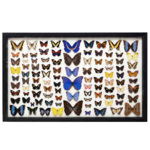 group of 100 butterflies in black wood frame.