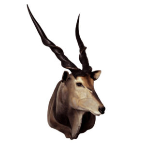 Antelope Type Animals