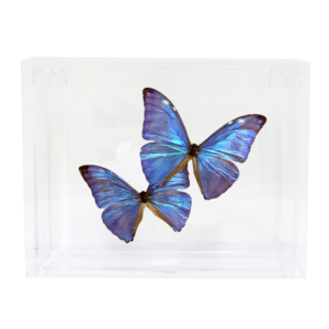 Blue Morphos