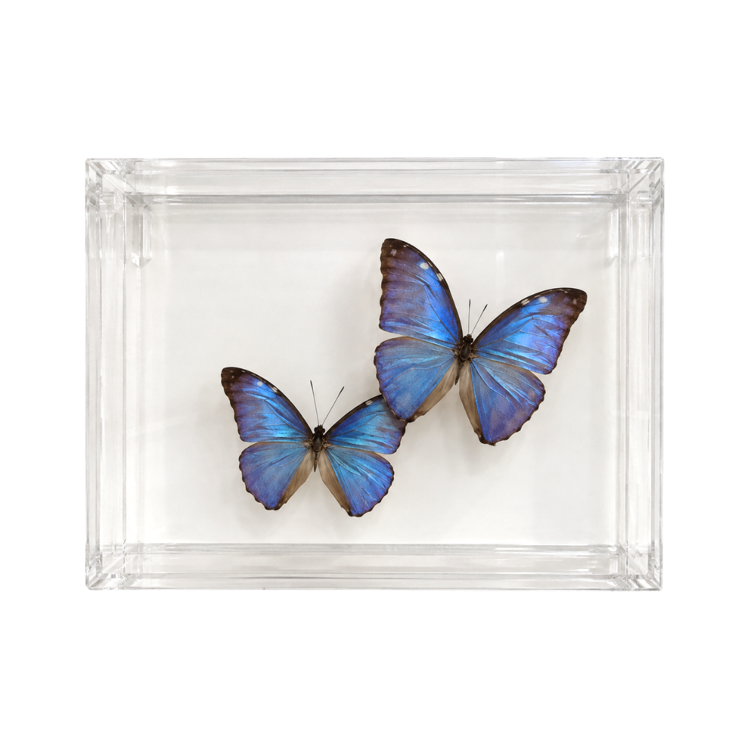 Two blue Morpho butterflies arranged in a clear rectangular acrylic display box.