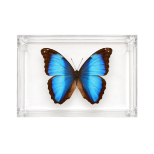 Blue Morpho butterfly with vibrant blue wings displayed in a clear rectangular acrylic box.