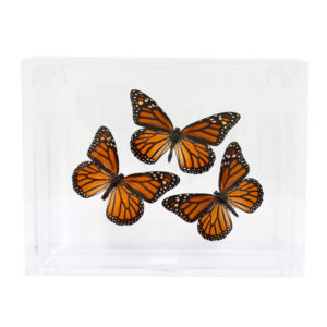Monarch Trio