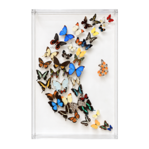 Half-moon arrangement featuring 29 assorted butterflies in a clear acrylic display box.
