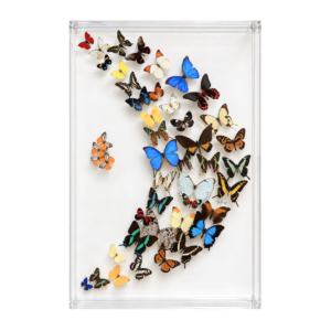 Half-moon arrangement featuring 29 assorted butterflies in a clear acrylic display box.