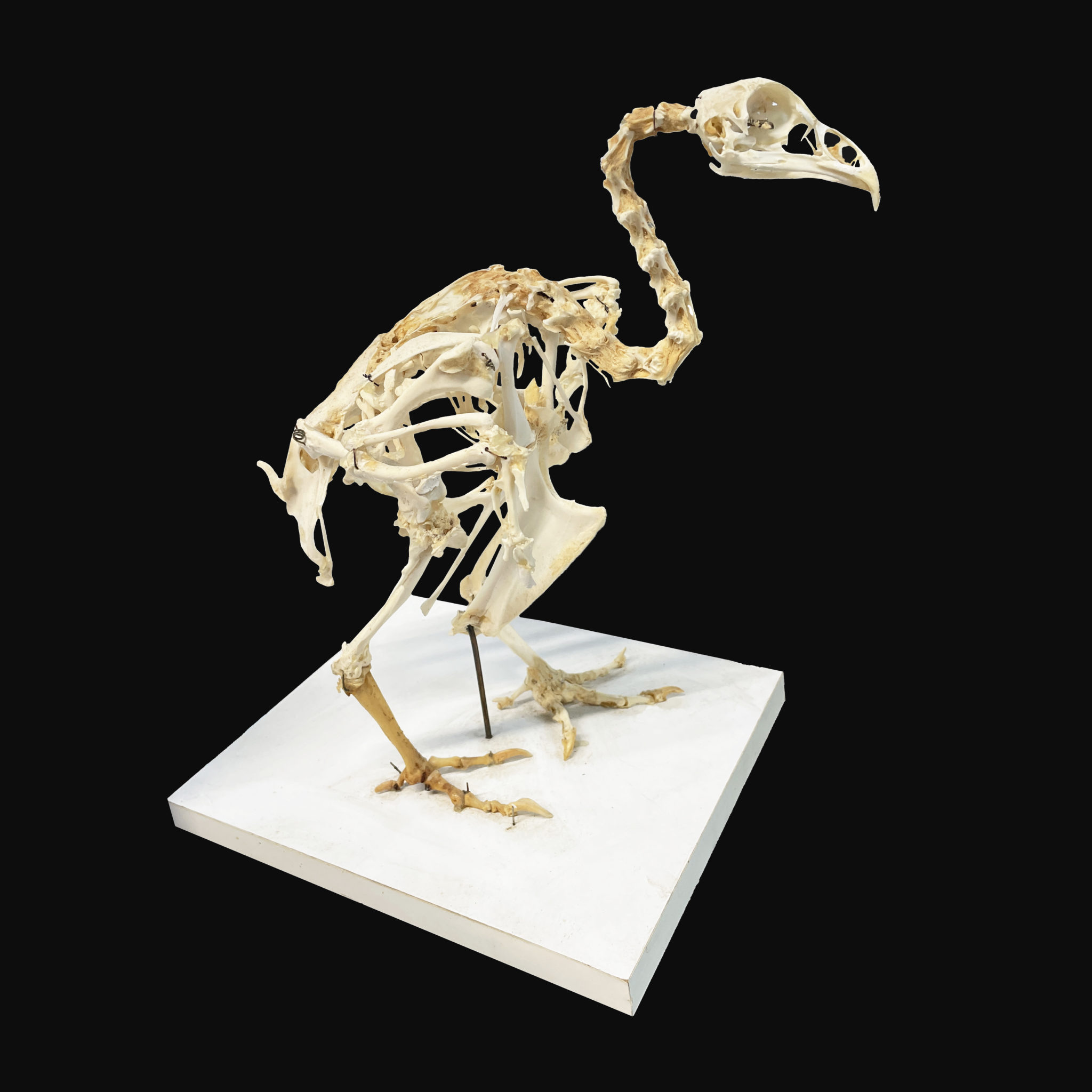 Goat Skeleton - Taxidermy Mounts for Sale and Taxidermy Trophies for Sale!