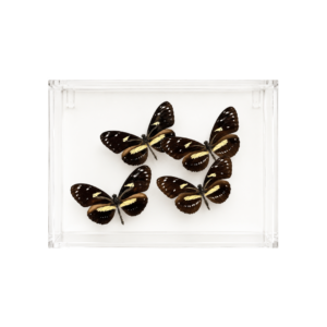 Four dark brown and yellow butterflies arranged in a clear rectangular acrylic display box.