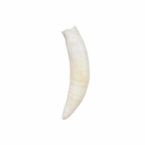 Alligator Tooth