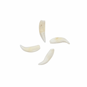 Raccoon Teeth