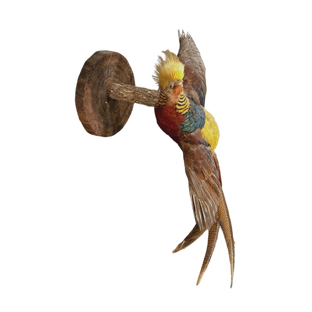Golden pheasant taxidermy mount with vibrant yellow crest, red and green plumage, and long patterned tail feathers mounted on natural wood base