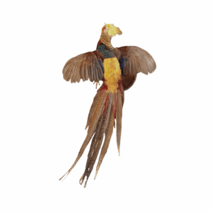 Golden pheasant taxidermy mount with vibrant yellow crest, red and green plumage, and long patterned tail feathers mounted on natural wood base