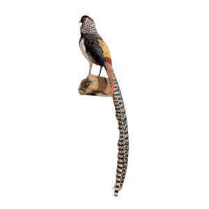 Lady Amherst’s pheasant taxidermy mount with long black and white patterned tail feathers perched on natural wood base