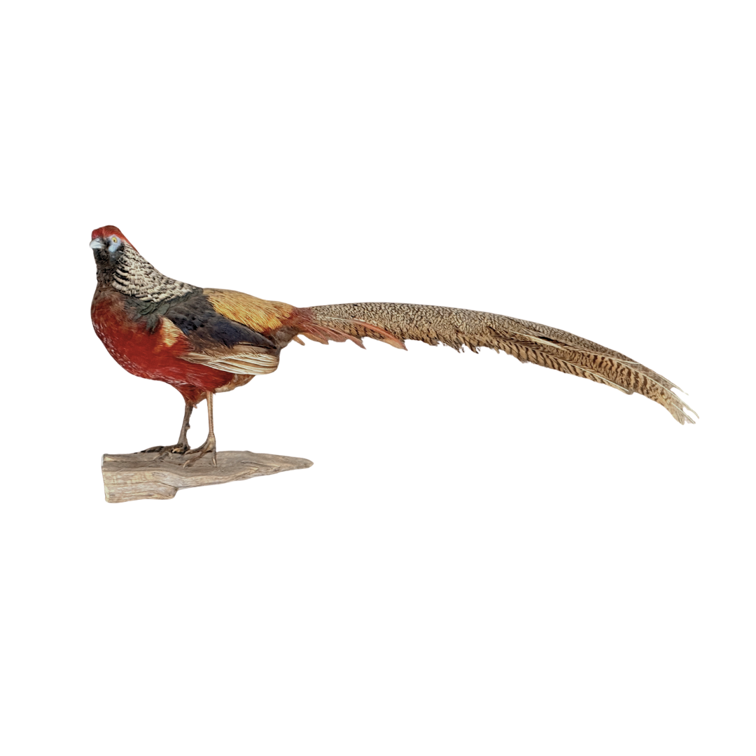 Lady Amherst’s pheasant taxidermy mount with long black and white patterned tail feathers perched on natural wood base