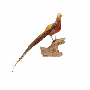 Golden Pheasant