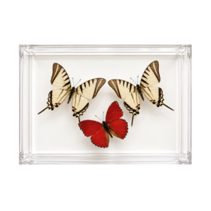Three colorful butterflies, including two cream swallowtails and one red butterfly, arranged in a clear rectangular acrylic display box.