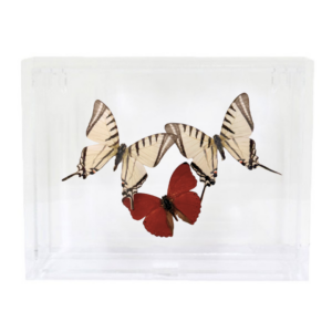 Eurytides Pair & Cymothoe