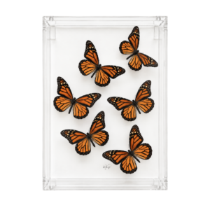 Seven orange monarch butterflies arranged in a clear rectangular acrylic display box.