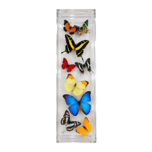Assorted colorful butterflies arranged vertically in a long, clear acrylic display box.