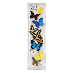 Assorted colorful butterflies arranged vertically in a long, clear acrylic display box.