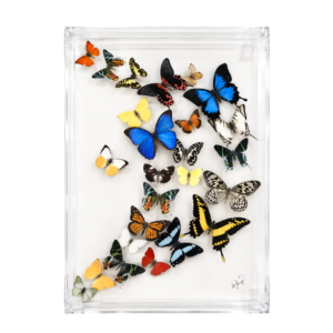 Assorted 25 colorful butterflies arranged in a large clear rectangular acrylic display box.