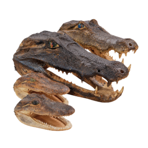 Alligator Head